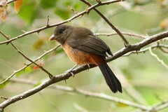 Ramphocelus bresilius