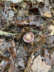 Russula mariae
