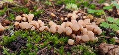 Cudonia circinans