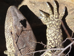 Varanus albigularis albigularis
