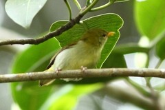 Hemithraupis ruficapilla