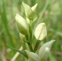 Cephalanthera damasonium