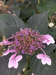 Hydrangea macrophylla