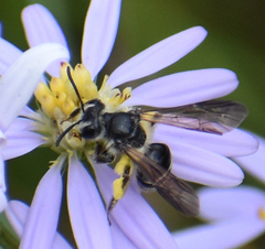 Andrena nubecula