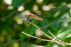 Libellula fulva