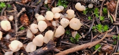 Cudonia circinans