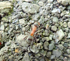 Formica polyctena × rufa