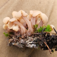 Cudonia circinans