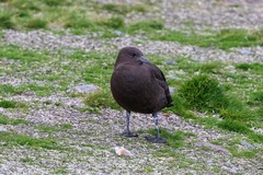 Stercorarius antarcticus