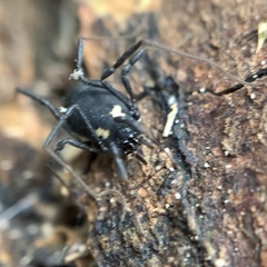 Nemastoma bimaculatum