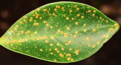 Abgrallaspis cyanophylli