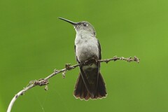 Eupetomena cirrochloris