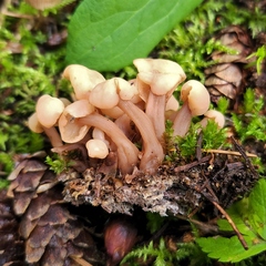 Cudonia circinans