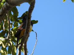 Trogon melanocephalus