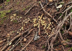 Cudonia circinans