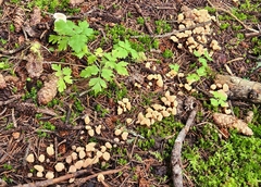 Cudonia circinans