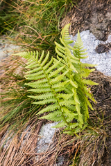 Thelypteridaceae