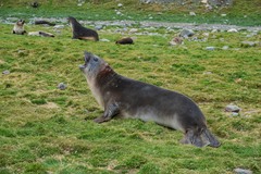 Mirounga leonina