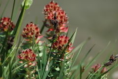 Rhodiola