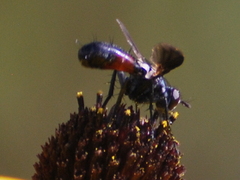 Cylindromyia