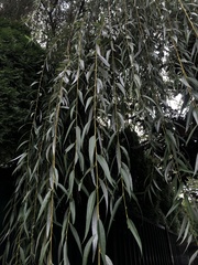 Salix