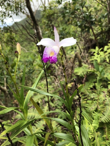 Bamboo Orchid