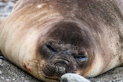 Mirounga leonina