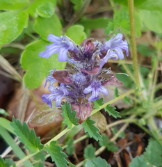 Ajuga reptans