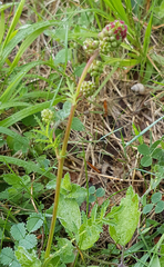 Sanguisorba minor