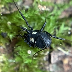 Nemastoma bimaculatum