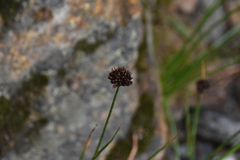 Juncus mertensianus