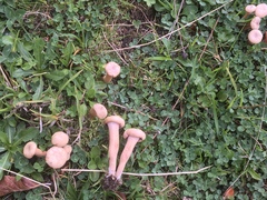 Laccaria laccata