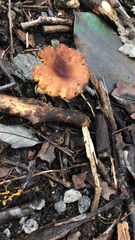 Craterellus tubaeformis