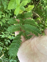 Albizia julibrissin