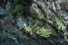 Rhodiola