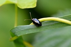Psylliodes chrysocephala