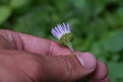 Erigeron peregrinus