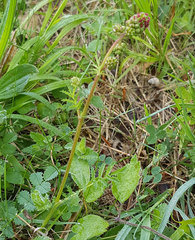 Sanguisorba minor
