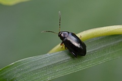 Psylliodes chrysocephala