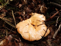 Lactarius deliciosus