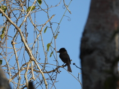 Pachyramphus aglaiae