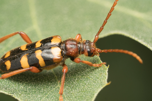Xestoleptura crassicornis photo 5