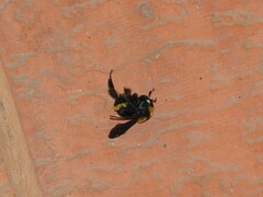 Bombus transversalis