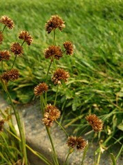 Juncus ensifolius