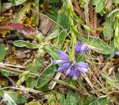 Polygala vulgaris