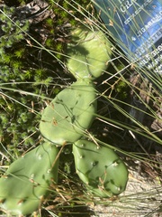 Opuntia humifusa