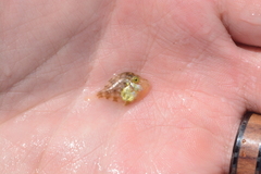 Stephanolepis hispida