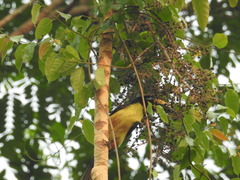 Pteroglossus inscriptus