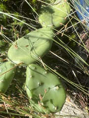 Opuntia humifusa