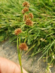 Juncus ensifolius
